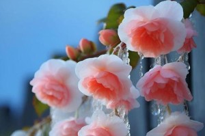 别离花语的深刻含义（探寻离别在花语中的真正含义）
