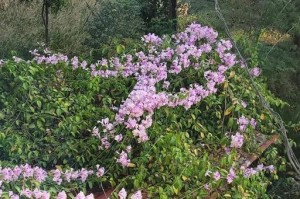蒜香藤的开花特点与注意事项（探秘蒜香藤开花的奥秘，助你成为花园高手）