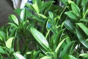 非洲茉莉修剪的最佳时间（如何掌握修剪技巧，让非洲茉莉长得更健康）