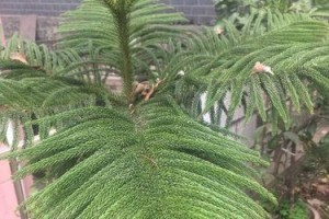 南洋杉的浇水方法（合理浇水让南洋杉健康生长）