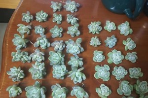 冬美人最佳扦插时间剖析（掌握冬美人扦插技巧，让它在你家花园盛放）