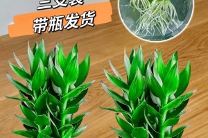 水养转运竹怎么养？如何让它更旺盛？（技巧大揭秘，让你的转运竹茁壮成长！）