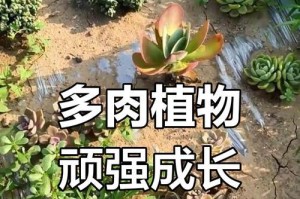 多肉植物的生长过程与技巧（打造繁茂多肉的关键技巧和护理要点）
