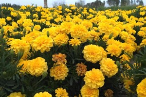 孔雀草的开花特点（一年几次开花，花期月份与时间）