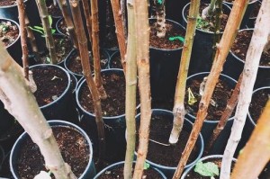银杏种子的种植方法（从选种到成树，一步步教你如何种植银杏）