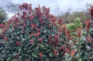 红叶石楠，一种美丽的落叶灌木植物（红叶石楠的特点、栽培、繁殖与用途）