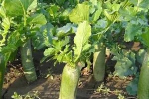 萝卜种植的最佳时间（掌握种植时间，品尝甜脆美味）