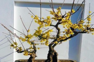 腊梅的家庭养法（从种植到养护，让你轻松养出美丽腊梅）