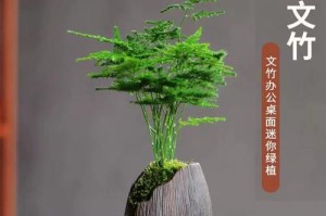 文竹养护指南（打造绿意盎然的文竹之家）