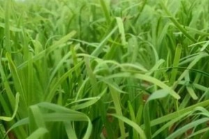 韭菜的科学分类及特性探究（单子叶植物韭菜的分类、形态、生长环境、营养价值及食用方法）