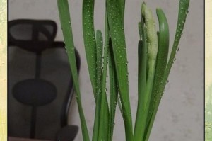 怎样处理水仙花的烂根问题（解决水仙花烂根的有效方法及注意事项）