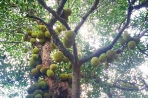 探秘流蜜最多的树种（揭开流蜜树的神秘面纱，了解流蜜最多的树种）