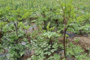 当归的种植与适应环境（从土壤、水源到气候，让你轻松种出健康的当归）