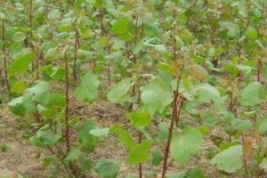 花草病虫害防治技术与方法（从根本入手，保护植物健康）