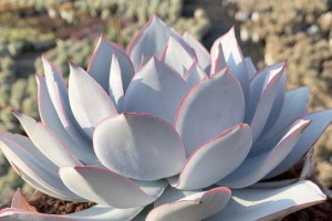 打造旺盛生长的广寒宫（快速养殖技巧分享，提升收益）