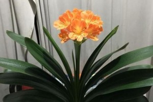 如何放置君子兰？（掌握放置技巧，让君子兰长势更好）