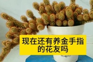 夏季多肉植物如何利用金手指进行有效养护（掌握关键技巧，让你的多肉植物在夏季保持旺盛生长）