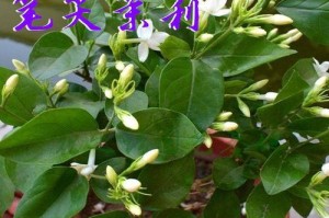 笔尖茉莉开花时间与花期（探究笔尖茉莉的开花规律与养护方法）