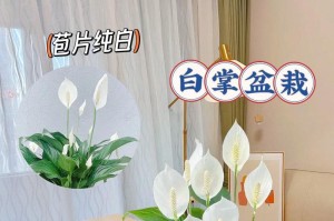 白掌换盆后的浇水技巧（培养健康的白掌，需要正确的浇水方法）