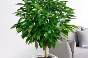 家里放的植物有哪些？（探索家居绿植世界，你的家里有几种？）