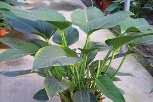 绿宝，这种水草好养吗？（养殖方法和养护要点详解，让你轻松拥有美丽水草）
