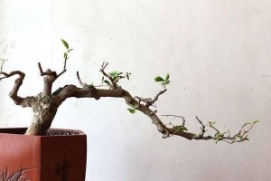 夏天如何剪枝三角梅（打造美丽健康的三角梅花园）