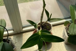 让卫生间也有生气——适合种植的花卉（打造清新舒适的卫生间环境）
