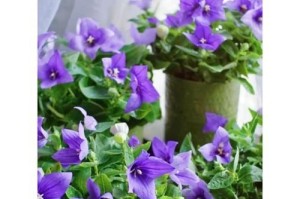 探秘仙人掌花之美——桔梗的奇妙世界（了解桔梗的品种、生长习性、药用价值及美容功效）
