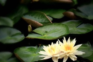 水中花园——探索水中植物的奥秘（了解水中植物的品种和特点，掌握它们的生长和保护）