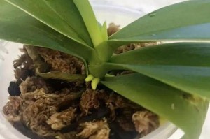蝴蝶兰种子发芽时间详解（探究蝴蝶兰种子发芽的影响因素与发芽周期）