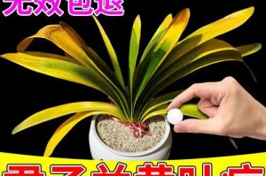 君子兰叶子发黄怎么办？（从营养供应、环境调节到病虫害防治，教你拯救君子兰叶子！）