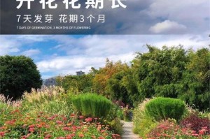 种植菊花的时间及技巧（掌握正确的播种时间，让菊花更美丽绽放）