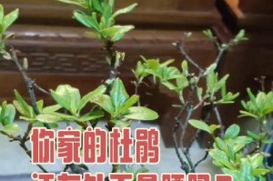 小叶杜鹃的养护指南