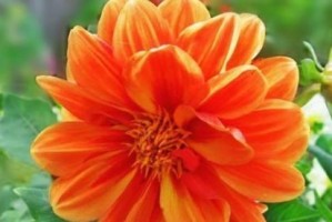 小丽花的养殖全攻略（打造梦幻花园，从小丽花开始）