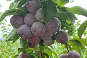 青脆李的成熟时间与营养价值（夏季果园里的好滋味）