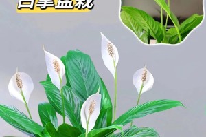 白掌的开花时间和频率（了解白掌的生长周期和繁殖方法）