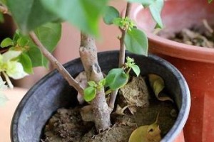非洲茉莉换盆的最佳时机（为您详解如何选择换盆的时机和方法）