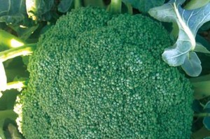 揭秘花菜种子的来源（从花苞到种子）