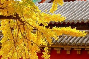 银杏果树的种植与结果实（多少年开花结果？如何实现高产？）