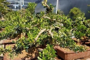 大叶黄杨——常绿植物之王（大叶黄杨的特点及生长环境）