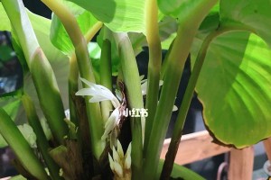 青苹果竹芋的开花之谜（揭秘青苹果竹芋的开花过程及特征）