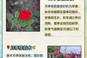 多枝月季凋谢的花的修剪技巧（打造美丽花坛的必备技能）