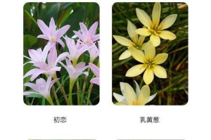 风雨兰耐寒温度及栽培方法（寒冬不凋零的风雨兰，如何栽培才能健康成长？）