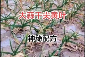 韭葱种植的时间和方法（从选地到收割，全面解析韭葱种植技巧）