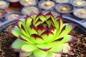 夏天如何养护观音莲（观音莲夏季养护的注意事项）