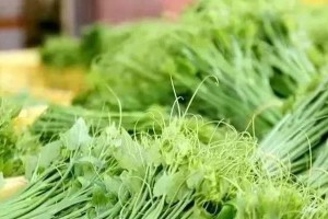 龙须菜的生长环境与分布（探究龙须菜的产地和适生条件，了解其生态特点和分布现状）