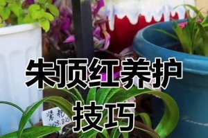以朱顶红球根繁殖的方法与技巧（掌握关键步骤，轻松扩大朱顶红球根种植规模）