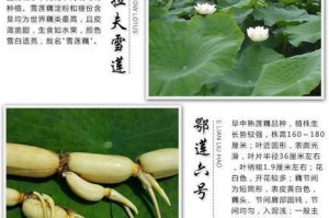 莲藕盆栽的种植方法（以土壤种植为主的全面指南）