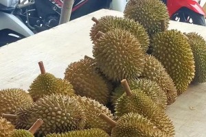 榴莲开花结果之时间与条件（了解榴莲开花结果需要关注哪些方面？榴莲开花结果）