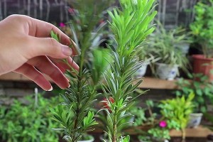 罗汉松插枝繁殖技巧（插枝时间和方法要点详解）